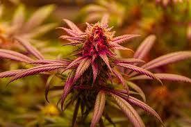 The Extraordinary Qualities and Cultivation of Godfather OG Seeds The Extraordinary Qualities and Cultivation of Godfather OG Seeds